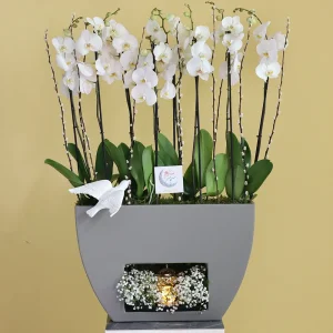 Dream White(دريم وايت)