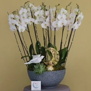 Special Whites(بياض خاص)