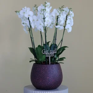 Orchidia Blanche(اوركيديا بلانش)