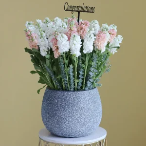 Lovely Matthiola (ماتيولا الجميلة)