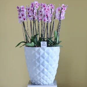 Proper Blooming(الإزهار السليم)
