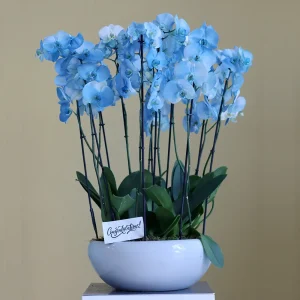 Magical Blue Orchid 2(الأوركيد الأزرق السحري 2)