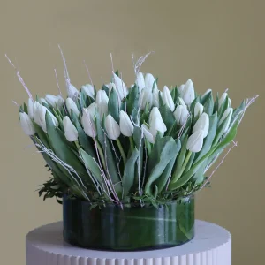 Unique White Tulip-2(توليب أبيض فريد)