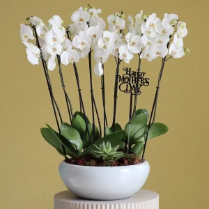 White Lover(عاشق أبيض)