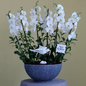 Blissful Orchids(الأوركيد المبهجة)