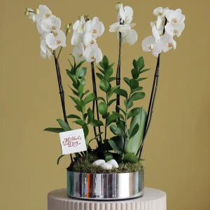 Lovely Orchids(الأوركيد الجميلة)