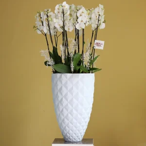 Special Bloom(زهرة خاصة)