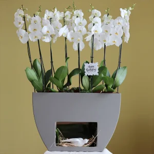 Delights Orchids(زهور الأوركيد المبهجة)
