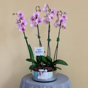 Lovely Pink Orchids(زهور الأوركيد الوردية الجميلة)