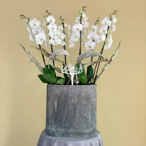 Luxurious White(أبيض فاخر)