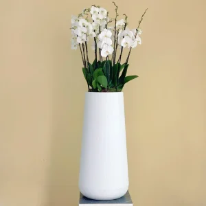 Tall White Orchids(الأوركيد البيضاء الطويلة)