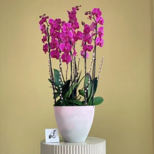 Luxurious Purple(أرجواني فاخر)