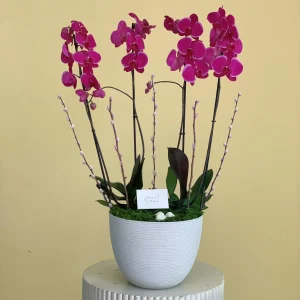 Happy Purple(أرجواني سعيد)