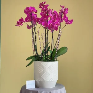 Iconic Blooming(إزهار أيقوني)