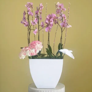 Orchid Bloom(أوركيد بلوم)