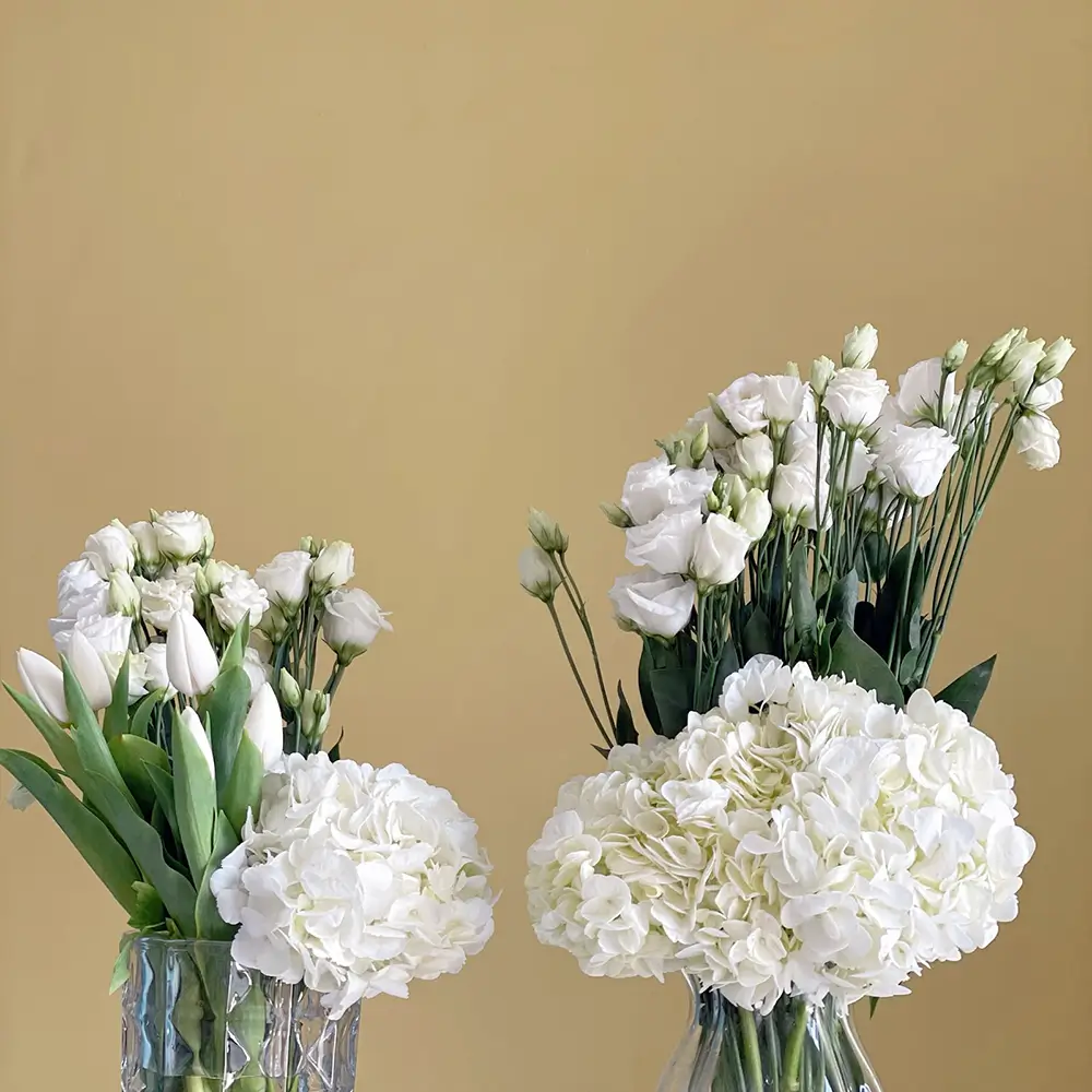White Harmony Duo(ثنائي التناغم الأبيض)