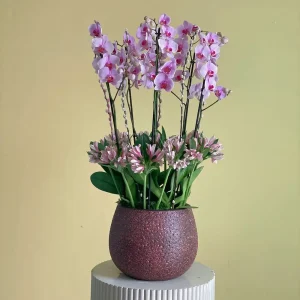 Pink Bloom 3(بينك بلوم 3)
