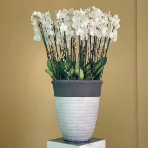 Pretty Orchid(بريتي أوركيد)