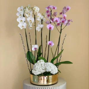 Blossom Orchid(زهور الأوركيد)