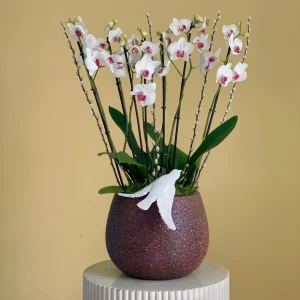 Orchid Jamila(أوركيد جميلة)