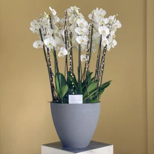 White Orchids 2(الاوركيد البيضاء 2)