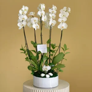 Orchid Solo(أركيد صله)
