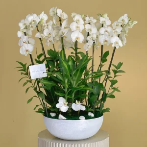 blessing blooms(تتفتح براعم البركة)