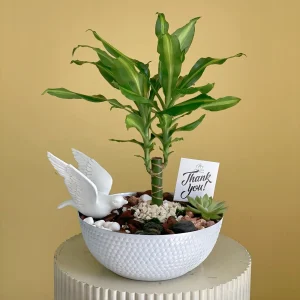DRACAENA FRAGRANS(التنين العطري)