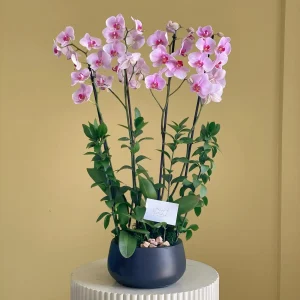 Orchid with Ruscus (الأوركيد مع الروسكوس)