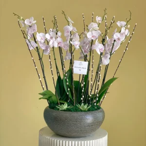 Luxury Phalaenopsis(زهرة الفالاينوبسيس الفاخرة)