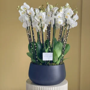 Phalaenopsis well(زهرة الفالاينوبسيس)