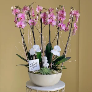 Elegant Orchid (اليقانت أوركيد)