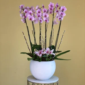 Elegance Pink (اللون الوردي الأنيق)
