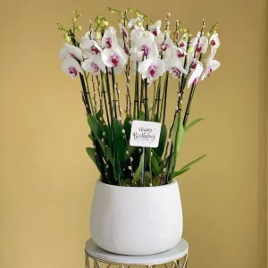 Perfect Bloom(زهرة مثالية)