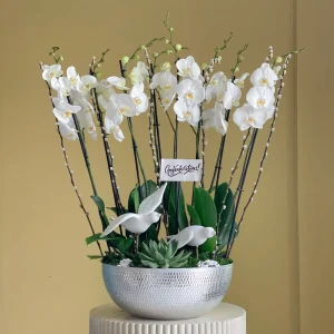Elegance Phalaenopsis(فالينوبسيس الأنيقة)