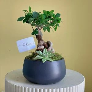 Bonsai Duplex(بونساي دوبلكس)