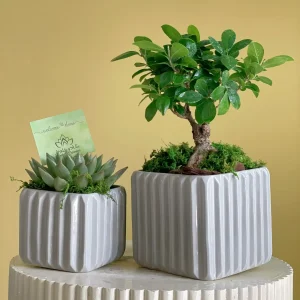 Ficus Bonsai(بونساي الفيكس)