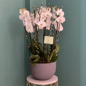 Luxury Orchids(أوركيد فاخرة)