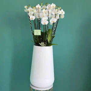 Bright White Orchid(الأوركيد البيضاء الزاهية)