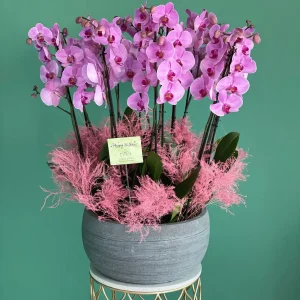 features pink phalaenopsis(يتميز بأزهار الفالينوبسيس الوردية)
