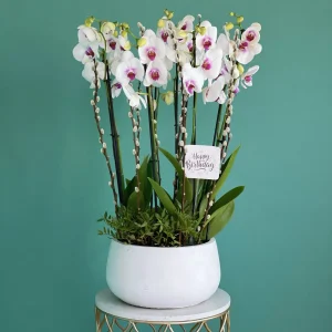 Glowing Bloom(الزهور المتوهجة)