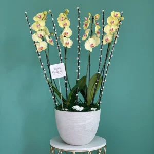 Lovely Yellow Orchids(الأوركيد الصفراء الجميلة)