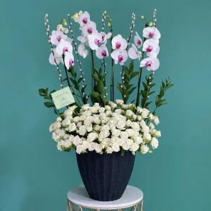 Ivory Orchidina(أوركيدينا العاجية)