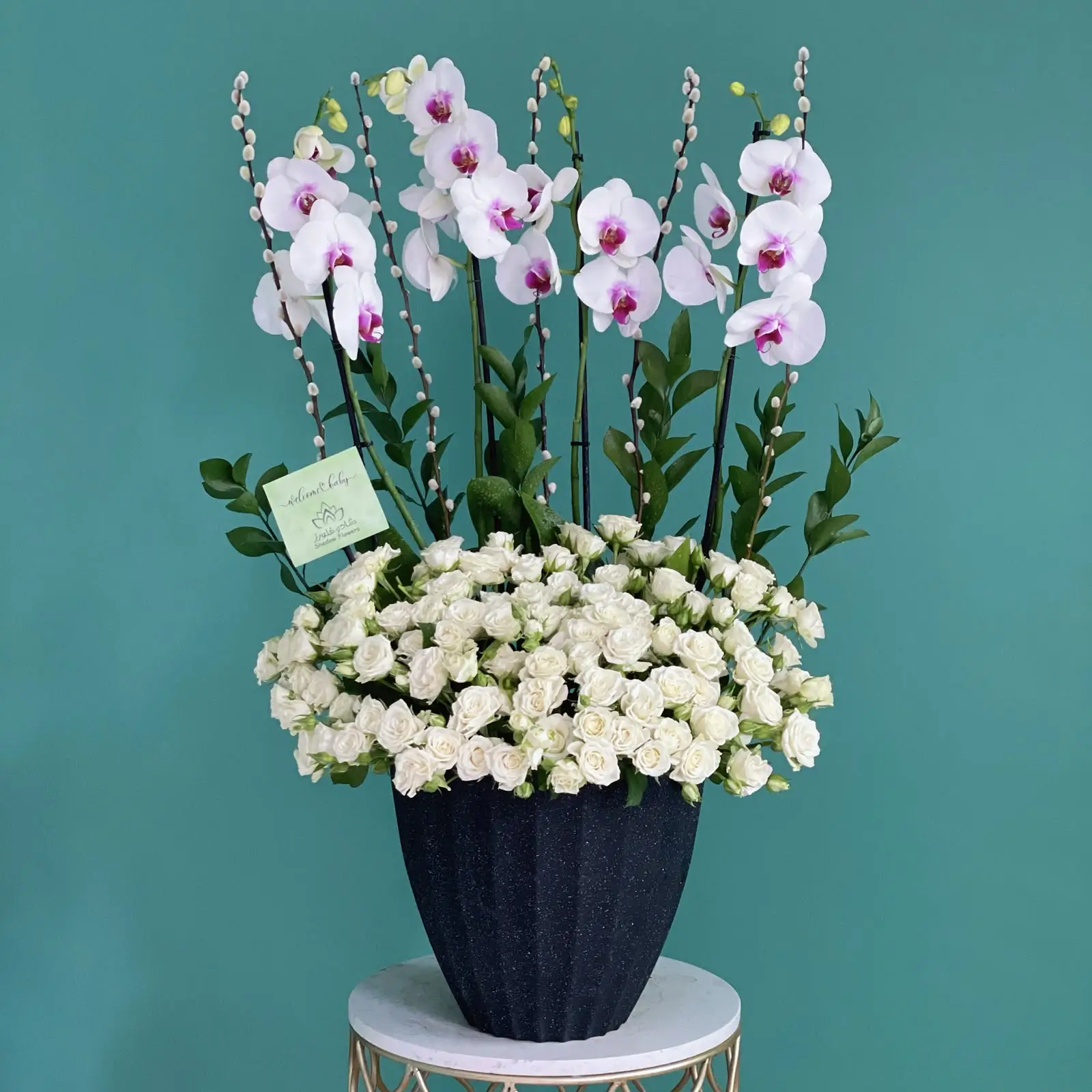 Ivory Orchidina(أوركيدينا العاجية)