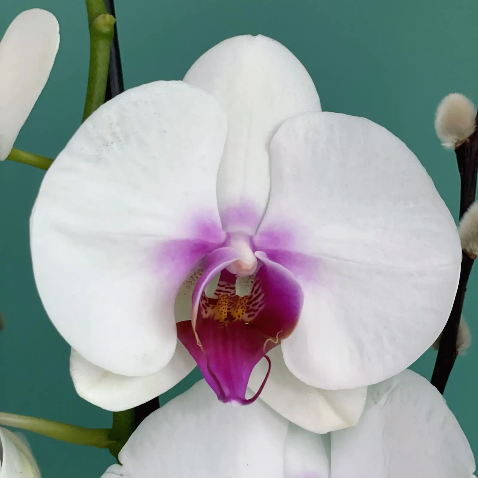 Ivory Orchidina(أوركيدينا العاجية)