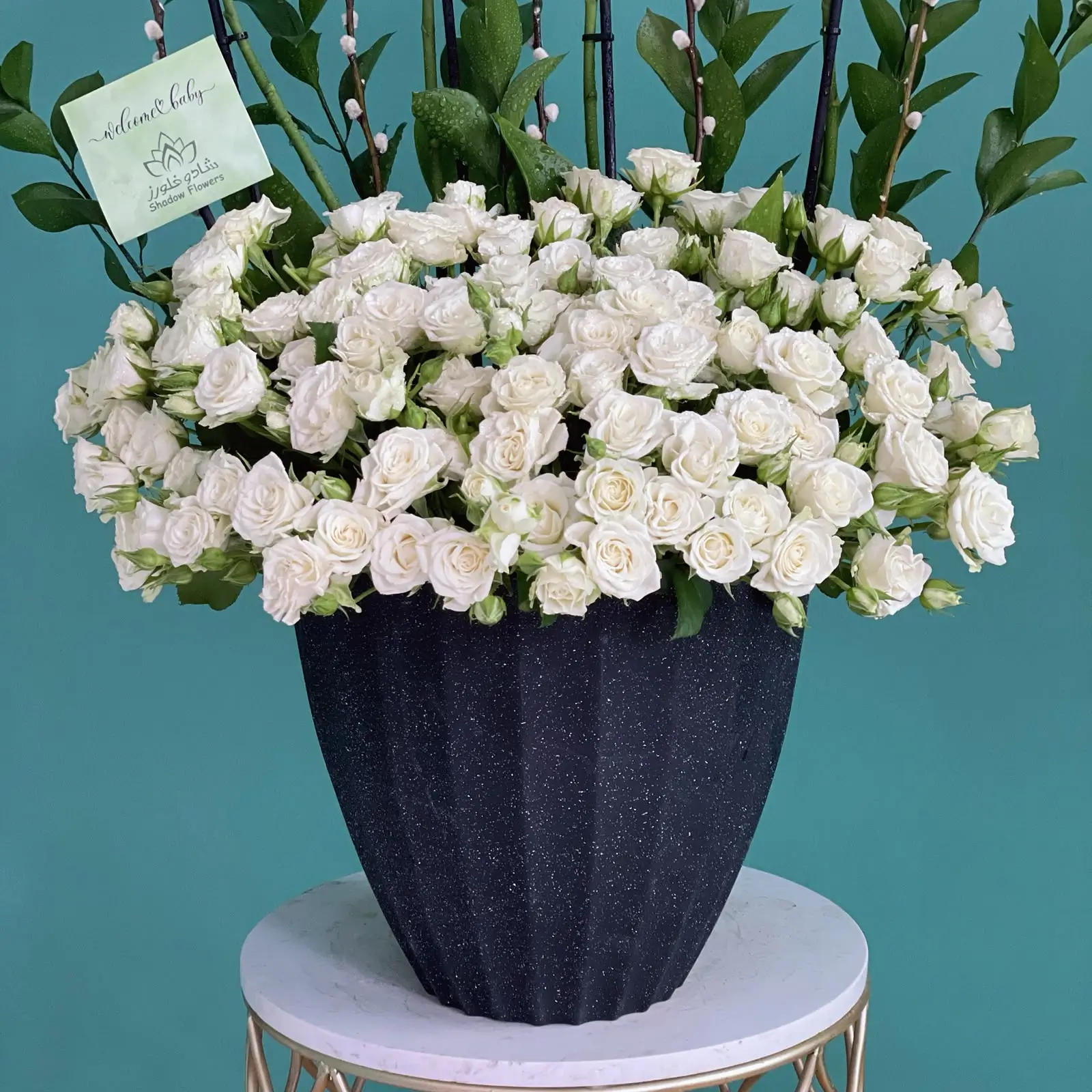 Ivory Orchidina(أوركيدينا العاجية)