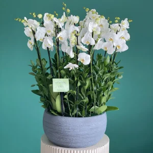 Elegant White(اليقانت وايت)