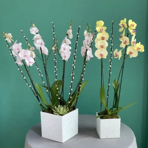 Lovely Phalaenopsis (زهرة الفالينوبسيس الجميلة)